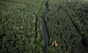 high conservation value forest
