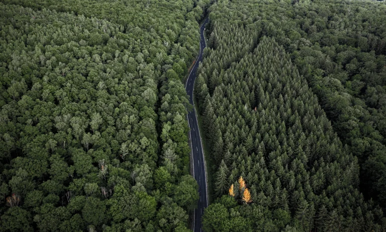 high conservation value forest
